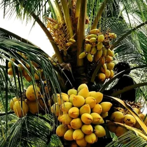 Dwarf Yellow Malayan Coconut Sprouted Tree - Live Tropical Plant - Image 6