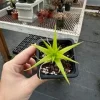 Dyckia Naked Lady Succulent Plant (Dyckia marnier-lapostollei) - 2.5 inch Potted Live Plant - Indoor/Outdoor - Image 1