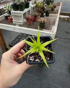 Dyckia Naked Lady Succulent Plant (Dyckia marnier-lapostollei) - 2.5 inch Potted Live Plant - Indoor/Outdoor - Image 1