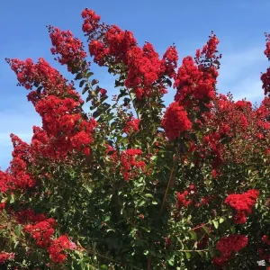 Dynamite Crape Myrtle Tree - Live Quart Pot - True Red Flowers - Image 2