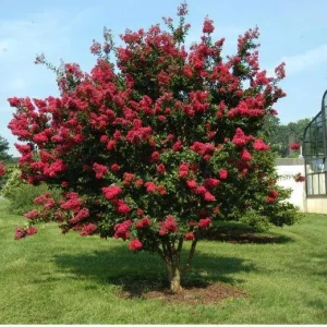 Dynamite Crape Myrtle Tree - Live Quart Pot - True Red Flowers - Image 3