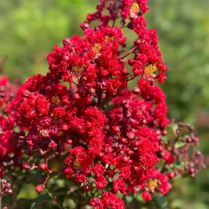 Dynamite Crape Myrtle Tree - Live Quart Pot - True Red Flowers - Image 1