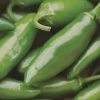 Early Jalapeno Hot Pepper Seeds - Set of 50 Seeds for Outdoor Gardening - Image 1