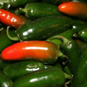 Early Jalapeno Hot Pepper Seeds - Set of 50 Seeds for Outdoor Gardening - Image 3