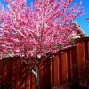 Early Pink Flowering Peach Tree – Live Plant – 3-4 ft Tall – 3 Gallon Pot - Image 1