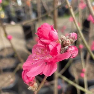 Early Red Flowering Peach Tree - Live Plant - 3-4 ft Tall - 3 Gallon Pot - Image 2