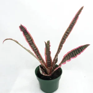 Earth Star Plant - Cryptanthus Live Plant - 5 inch Pot - Indoor - Image 2