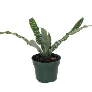 Earth Star Plant Cryptanthus Live Plant 5