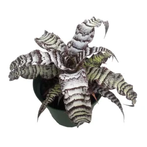 Earth Star Plant Cryptanthus - Live Plant in 5" Pot - Indoor Foliage - Image 1