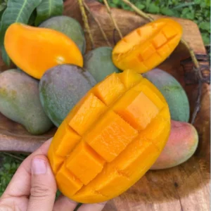 East Indian Mango Tree Grafted Live Plant – Sweet Juicy Fruit – 2-4 Feet Tall - Image 1