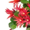 Easter Cactus Live Plant – 6 inch Height in 4 inch Pot – Indoor Houseplant - Image 1
