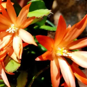 Easter Cactus Live Plant – 6 inch Height in 4 inch Pot – Indoor Houseplant - Image 2