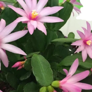 Easter Cactus Live Plant – 6 inch Height in 4 inch Pot – Indoor Houseplant - Image 3