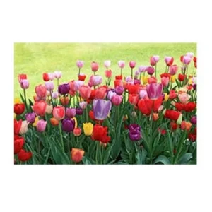 Easter Joy Mix Tulip Bulbs - Triumph Tulipa - 18-20