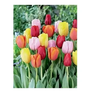 Easter Joy Mix Tulip Bulbs - Triumph Tulipa - 18-20