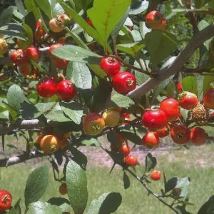 Eastern Mayhaw Tree (Crataegus Aestivalis) - 2 Bare Root Live Plants - Image 2