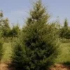 Eastern Red Cedar Live Plant – Juniperus Virginiana – Quart Pot – Outdoor Tree - Image 1