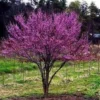 Eastern Redbud Bare Root Seedling – 5 Pack, 6-18 inch – Outdoor Tree - Image 1