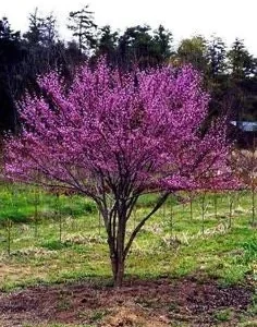 Eastern Redbud Bare Root Seedling – 5 Pack, 6-18 inch – Outdoor Tree - Image 1