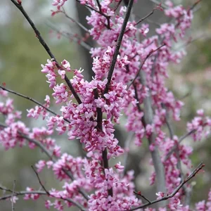 Eastern Redbud 'Forest Pansy' Live Plant – 3ft Tall – 3 Gallon Pot – Outdoor Tree - Image 1