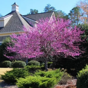 Eastern Redbud Live Plant – Quart Pot – Early Blooming Native Tree – Outdoor - Image 10
