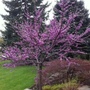 Eastern Redbud Live Plant – Quart Pot – Early Blooming Native Tree – Outdoor - Image 2