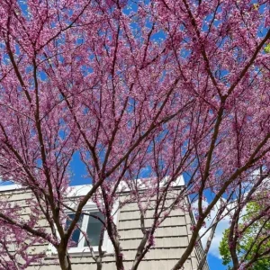 Eastern Redbud Live Plant – Quart Pot – Early Blooming Native Tree – Outdoor - Image 4