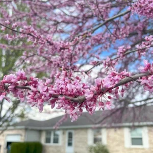 Eastern Redbud Live Plant – Quart Pot – Early Blooming Native Tree – Outdoor - Image 5