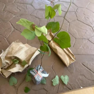 Eastern Redbud Live Plant – Quart Pot – Early Blooming Native Tree – Outdoor - Image 7