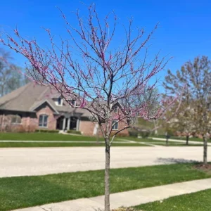 Eastern Redbud Live Plant – Quart Pot – Early Blooming Native Tree – Outdoor - Image 8
