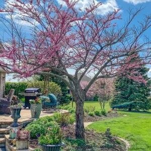 Eastern Redbud Live Plant – Quart Pot – Early Blooming Native Tree – Outdoor - Image 1