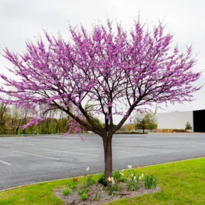 Eastern Redbud Live Plant – Quart Pot – Early Blooming Native Tree – Outdoor - Image 9