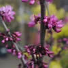 Eastern Redbud 'Merlot' Live Tree - 3ft Tall, Ships in 3 Gallon Pot - Image 1