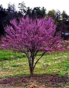 Eastern Redbud Tree - 2 Bare Root Seedlings - 2 ft Tall - Outdoor Deciduous - Image 1