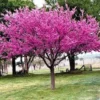 Eastern Redbud Tree – 3 Bare Root Plants – 12-24in Tall – Outdoor - Image 1