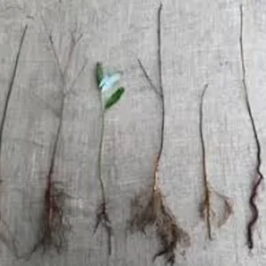 Eastern Redbud Tree – 3 Bare Root Plants – 12-24in Tall – Outdoor - Image 2