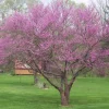 Eastern Redbud Tree (Cercis canadensis) Live Plants 16-24 Inches Tall - Set of 4 - Image 1
