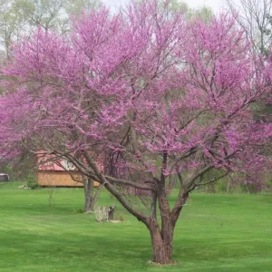 Eastern Redbud Tree (Cercis canadensis) Live Plants 16-24 Inches Tall - Set of 4 - Image 5