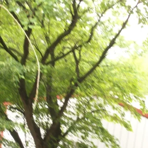 Eastern Redbud Tree (Cercis canadensis) Live Plants 16-24 Inches Tall - Set of 4 - Image 6