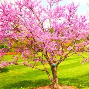 Eastern Redbud Tree – Live Plant – 6-12 inch Tall – Pink Blooms – Outdoor - Image 2