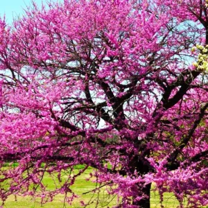 Eastern Redbud Tree – Live Plant – 6-12 inch Tall – Pink Blooms – Outdoor - Image 3