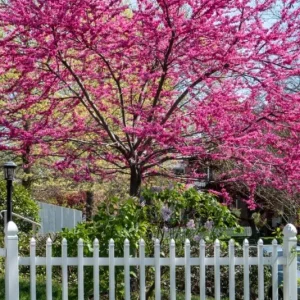 Eastern Redbud Tree – Live Plant – 6-12 inch Tall – Pink Blooms – Outdoor - Image 4