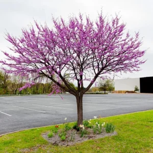 Eastern Redbud Tree – Live Plant – 6-12 inch Tall – Pink Blooms – Outdoor - Image 5