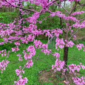 Eastern Redbud Tree – Live Plant – 6-12 inch Tall – Pink Blooms – Outdoor - Image 6