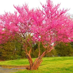 Eastern Redbud Tree – Live Plant – 6-12 inch Tall – Pink Blooms – Outdoor - Image 1