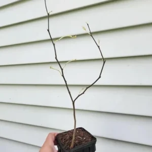 Eastern Redbud Tree – Live Plant – 6-12 inch Tall – Pink Blooms – Outdoor - Image 7