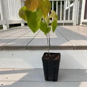 Eastern Redbud Tree – Live Plant – 6-12 inch Tall – Pink Blooms – Outdoor - Image 8