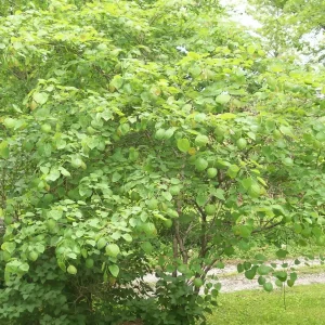 Eastern Redbud Tree Live Plant - Cercis canadensis - 16-24 Inches Tall - 1-2 Year Old - Image 7