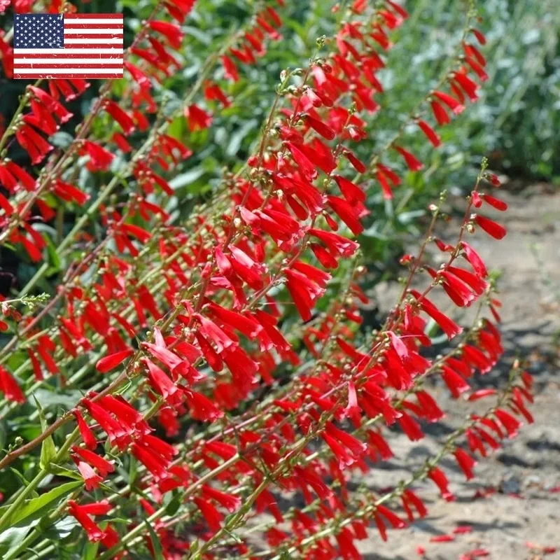 Eaton's Red Penstemon Seeds – Hummingbird Beardtongue – 200 Non-GMO Perennial Seeds – Outdoor - Image 2