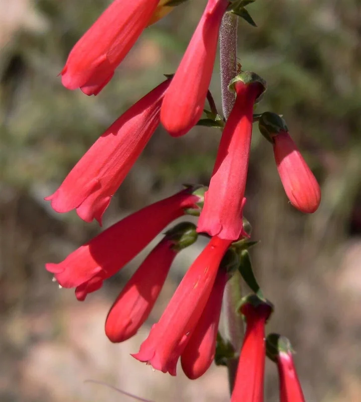 Eaton's Red Penstemon Seeds – Hummingbird Beardtongue – 200 Non-GMO Perennial Seeds – Outdoor - Image 1